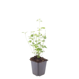 Garden basics 12x Agastache 'Black Adder' - ↕10-25cm - Ø9cm (47559)