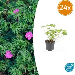 Garden basics 24x Geranium 'Tiny Monster' - ↕10-25cm - Ø9cm (50434)