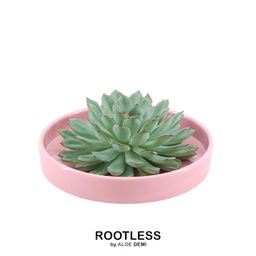 Rootless by aloe demi ROOTLESS Succulent Echeveria Pulidonis in schaal 'roze' Ø20 cm (8721001420179)