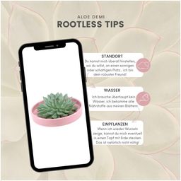 Rootless by aloe demi ROOTLESS Succulent Echeveria Pulidonis in schaal 'roze' Ø20 cm (8721001420179)