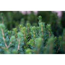 6x Mini-kerstboom - ↑15-20 cm - Ø 6 cm Picea Glauca Perfecta (8720872025377)
