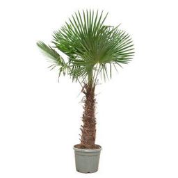 Trachycarpus Fortunei - 240- 270 cm - Ø40-Ø55cm (35895)