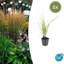 Garden basics 6x Calamagrostis acut. 'Karl Foerster' - ↕10-25cm - Ø9cm (47619)