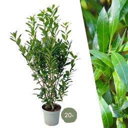 Plants by frank Grote Laurierkers Planten Caucasica voor 10 strekkende meter haag - 15L - 20x | ↨ 125-150 cm (8721001420858)