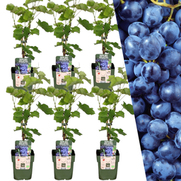 Plants by frank 6 x Biologische Druivenplanten - Ø 13 cm - ↨ 20 cm (8721001421206)