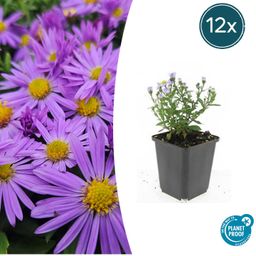 Garden basics 12x Aster (D) 'Prof. Anton Kippenberg' - ↕10-25cm - Ø9cm (47593)