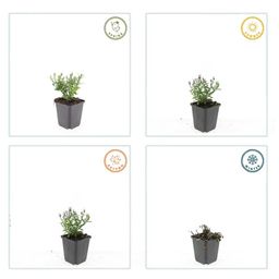 Garden basics 12x Aster (D) 'Prof. Anton Kippenberg' - ↕10-25cm - Ø9cm (47593)