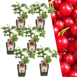Plants by frank 6 x Biologische Kruisbessenplanten - Ø 13 cm - ↨ 20 cm (8721001421183)