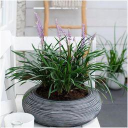 My perfect garden 3 x Liriope muscari 'Ingwersen' - Ø 14 cm - ↨ 25 cm (8721001421541)