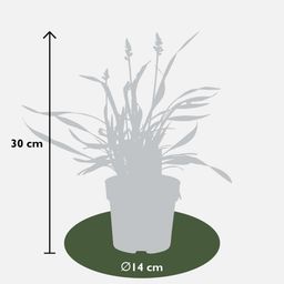 My perfect garden 3 x Liriope muscari 'Ingwersen' - Ø 14 cm - ↨ 25 cm (8721001421541)
