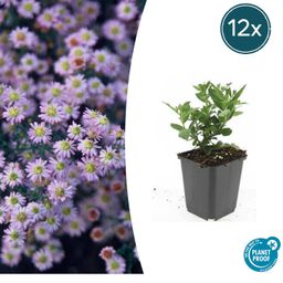Garden basics 12x Aster ageratoides 'Stardust' - ↕10-25cm - Ø9cm (47611)