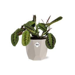Maranta Leuconeura ‘Fascinator’ Tricolor in ELHO b.for rock 14 cm warm grey (21611)
