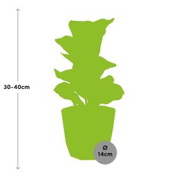 Ficus Lyrata ‘Bambino’ in ELHO b.for rock 14 cm warm grey (21628)