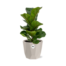 Ficus Lyrata ‘Bambino’ in ELHO b.for rock 14 cm warm grey (21628)