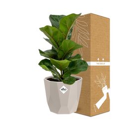 Ficus Lyrata ‘Bambino’ in ELHO b.for rock 14 cm warm grey (21628)