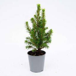 Baby Christmas tree - ↕15-20 cm - Ø 6 cm - Picea Glauca Perfecta (23480)