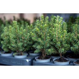 Baby Christmas tree - ↕15-20 cm - Ø 6 cm - Picea Glauca Perfecta (23480)