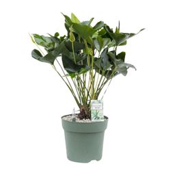 Anthurium Arrow (24958)