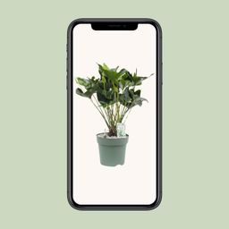 Anthurium Arrow (24958)
