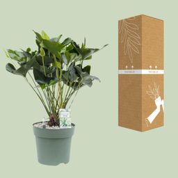 Anthurium Arrow (24958)