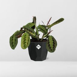 Maranta Leuconeura ‘Fascinator’ Tricolor in 14cm b.for rock living black (21647)