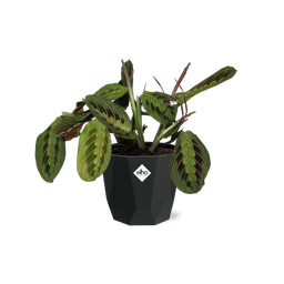 Maranta Leuconeura ‘Fascinator’ Tricolor in 14cm b.for rock living black (21647)