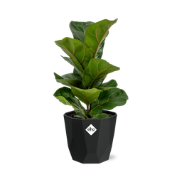 Ficus Lyrata ‘Bambino’ in 14cm b.for rock living black (21662)