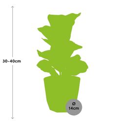 Ficus Lyrata ‘Bambino’ in 14cm b.for rock living black (21662)