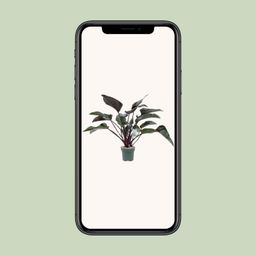 Philodendron Red Beauty (24985)