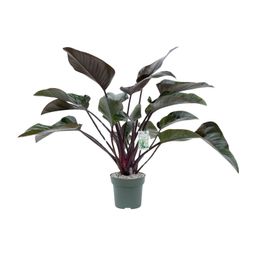 Philodendron Red Beauty (24985)