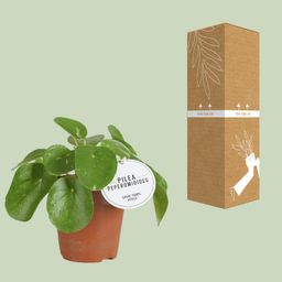 Pilea White Splash (22565)