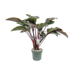 Philodendron Red Beauty (25010)