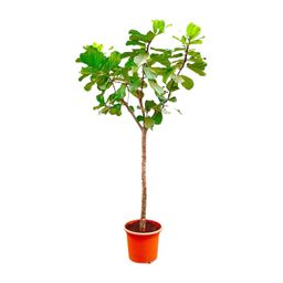 Ficus Lyrata boom XXXL - 270cm - ø45 (8721055693475)