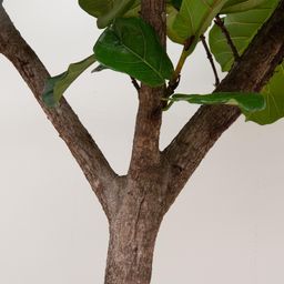 Ficus Lyrata boom XXXL - 270cm - ø45 (8721055693475)