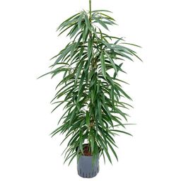 Ficus Binnendijkii 'Alii' (HYDRO) (30786)