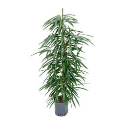 Ficus Binnendijkii 'Alii' (HYDRO) (30786)