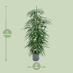 Ficus Binnendijkii 'Alii' (HYDRO) (30786)
