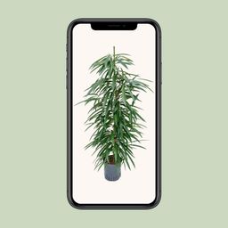 Ficus Binnendijkii 'Alii' (HYDRO) (30786)