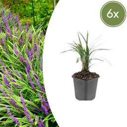 Garden basics 6x Liriope muscari 'Moneymaker' - ↕10-25cm - Ø9cm (47901)