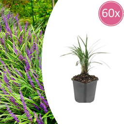 Garden basics 60x Liriope muscari 'Moneymaker' - ↕10-25cm - Ø9cm (47905)