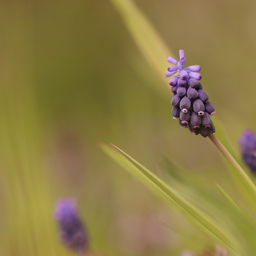 Garden basics 48x Liriope muscari 'Moneymaker' - ↕10-25cm - Ø9cm (50473)