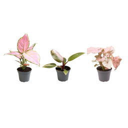 Pink is the new green P6,5 (14690)