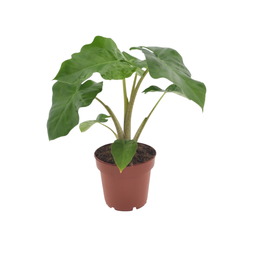 Alocasia Low Raider - 40 cm - Ø12cm (8721081686229)