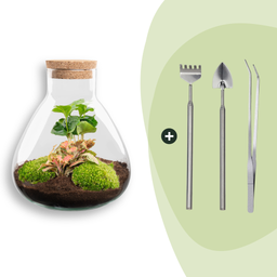 DIY terrarium - Sammie Coffea Red - Ø 22,5 cm ↑ 27 cm - Rake + Shovel + Tweezer (8720872020389)