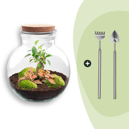 DIY Planten terrarium (met licht) - Teddy Bonsai - Ø 25 cm ↑ 26,5 cm - Rake + Shovel (8720726958424)