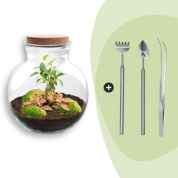 DIY Planten terrarium (met licht) - Teddy Bonsai - Ø 25 cm ↑ 26,5 cm - Rake + Shovel + Tweezer (8720726958431)