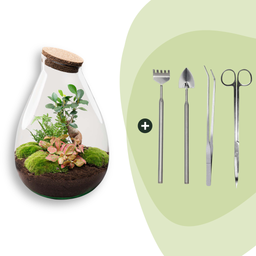 DIY Planten terrarium - Drop XL Bonsai 'red' - Ø 24 cm ↑ 37 cm - Rake + Shovel + Tweezer + Scissors (8720726958813)