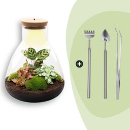 DIY Planten terrarium met licht - Sam Calathea - Ø 24,5 cm ↑ 30 cm - Rake + Shovel + Tweezer (8720726958363)