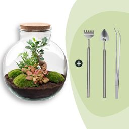 DIY Planten terrarium - Bolder Bob Bonsai - Ø 31 cm ↑ 30 cm - Rake + Shovel + Tweezer (8720726958509)