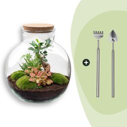 DIY Planten terrarium - Bolder Bob Bonsai - Ø 31 cm ↑ 30 cm - Rake + Shovel (8720726958493)